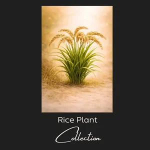 Rice Plant Minimal Zen Collection