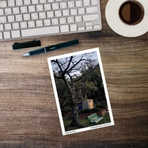 Quiet Evening at Chatuchak Park Postcard | Fine Art Photography | Empty Bench Nature Photo | Bangkok Thailand